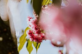 Pink flowers by domiphotography
