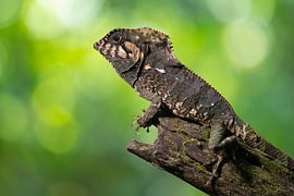 Helmeidechse von Elles Rijsdijk