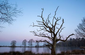 22-02-2018, PESSE, Zonsopkomst in nationaal park Dwingelderveld van Francois Wieringa