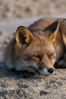 Vos / Fox