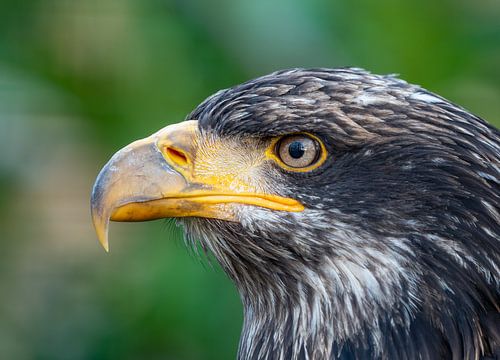 De machtige adelaar.