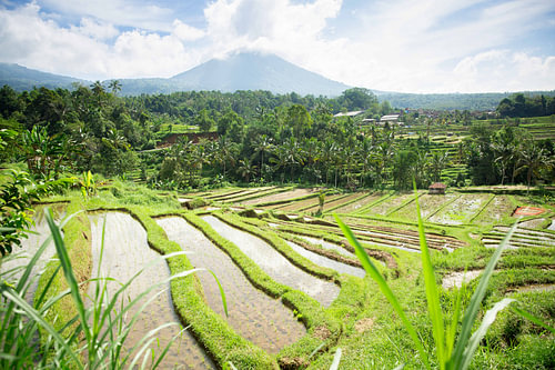 Rijstvelden van Jatiluwih Bali Indonesië