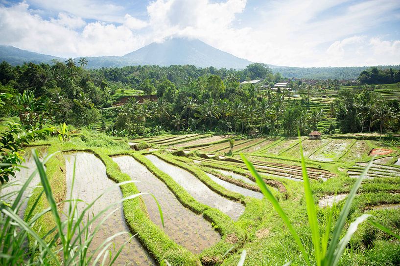 Rice fields of Jatiluwih Bali Indonesia by Esther esbes - kleurrijke reisfotografie