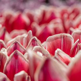 bloemen veld sur Gert Slagmolen