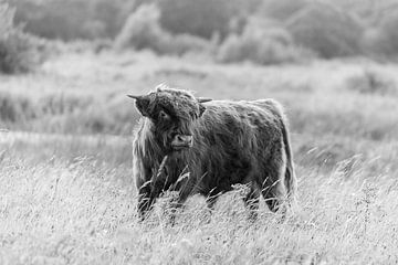 Schotse Hooglander van PeetMagneet