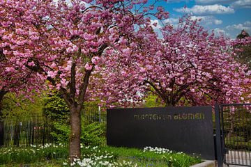 Voorjaarsontwaken in Planten un Blomen van Elbkind89