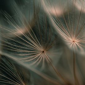 Samenflocken – die sanften Linien der Natur von Thea