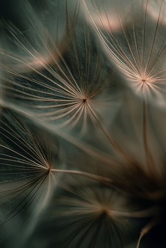 Seed fluff: nature’s soft lines