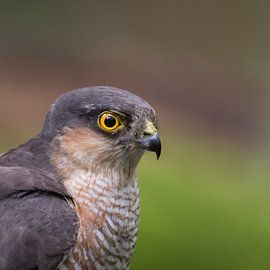 portret van een sperwer