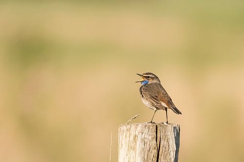 Bluethroat in Zeeuws-Vlaanderen