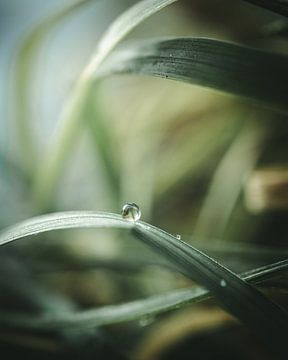 Goutte d'eau sur l'herbe II sur Jan Eltink