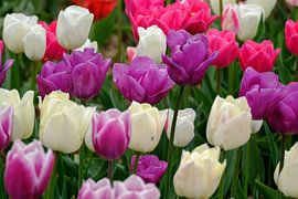 Kleurige tulpen von Joke Beers-Blom