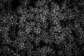 Australian Native plant by Mark Thurman