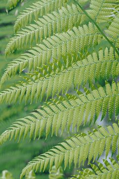 Fris botanisch groen, varens in Sintra, Portugal - natuur en reisfotografie. van Christa Stroo fotografie