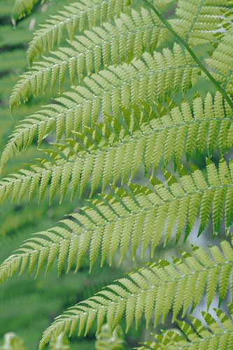Verdure botanique fraîche, fougères à Sintra, Portugal - photographie de nature et de voyage.