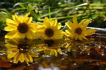 Sunflower flowers in the garden by Claude Laprise