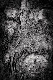 Tree trunk abstract by Dieter Walther