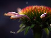 Echinacea by José Lugtenberg thumbnail