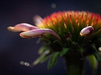 Echinacea