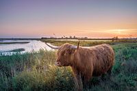 Scottish Highlander