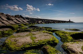 Holland Country Sheep by farshid sadeghi