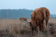 Grazer in the middle of the heath of the Goois Nature Reserve by Hans de Waay thumbnail
