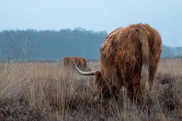 Grazer in the middle of the heath of the Goois Nature Reserve by Hans de Waay