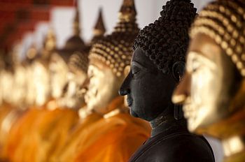 Buddha beelden op een rij