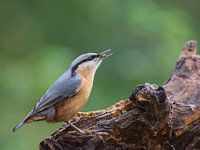 Nuthatch with its lunch