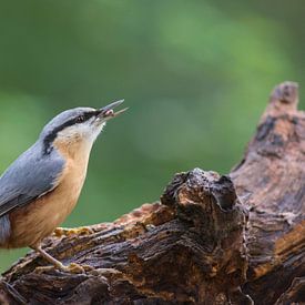 Nuthatch with its lunch by Cynthia Derksen