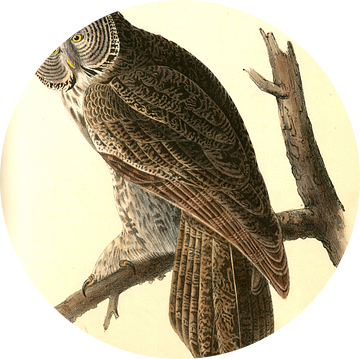 Uil, Great Cinereous Owl., Audubon, John James, 1785-1851