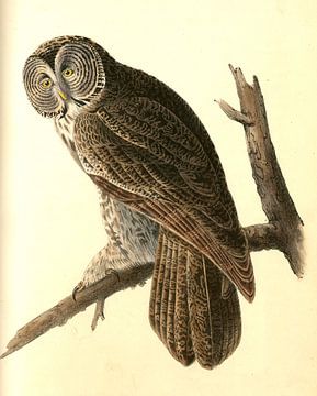 Owl, Great Cinereous Owl, Audubon, John James, 1785-1851