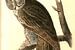 Uil, Great Cinereous Owl., Audubon, John James, 1785-1851 van Liszt Collection