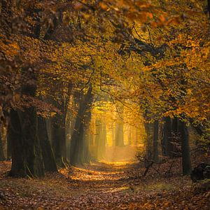 Pfad in einem Herbstwald an einem frühen Herbstmorgen
