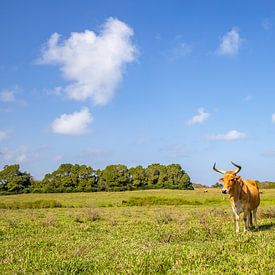 Kuh auf saftiger grüner Wiese, Pointe Allègre, Sainte Rose Guadeloupe von Fotos by Jan Wehnert