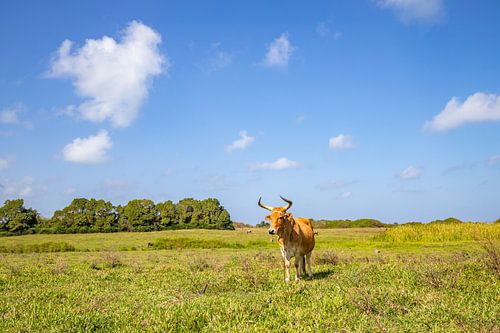 Koe op een weelderige groene weide, Pointe Allègre, Sainte Rose Guadeloupe