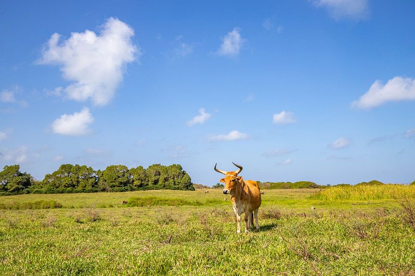 Koe op een weelderige groene weide, Pointe Allègre, Sainte Rose Guadeloupe van Fotos by Jan Wehnert