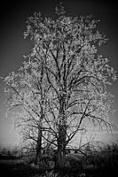 Winterlongen