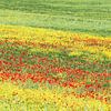 Mohnblumen von Walter G. Allgöwer