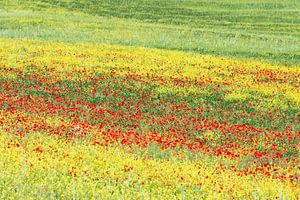 Mohnblumen