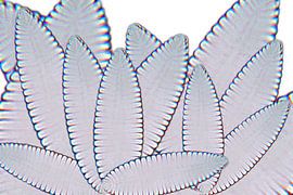 Composition des diatomées 11