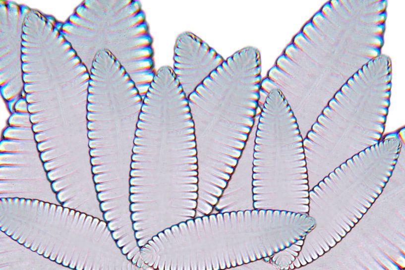 Diatomeeën compositie 11 van appie bonis