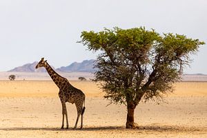 Girafe près d'un arbre
