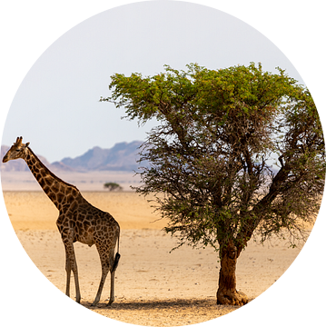 Giraffe bij een boom van Jeroen de Weerd