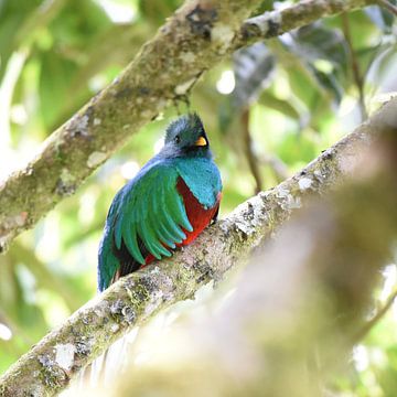 Birds of Costa Rica: Resplendent Quetzal van Rini Kools