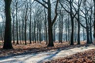 Mistig bos in de herfst van Jeroen Berendse thumbnail