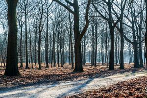 Mistig bos in de herfst