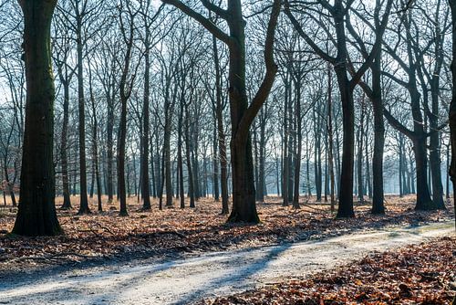 Mistig bos in de herfst