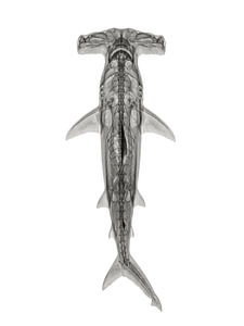 Hammerhead
