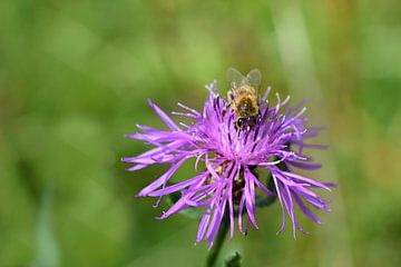 Bee on meadow flower by Ulrike Leone